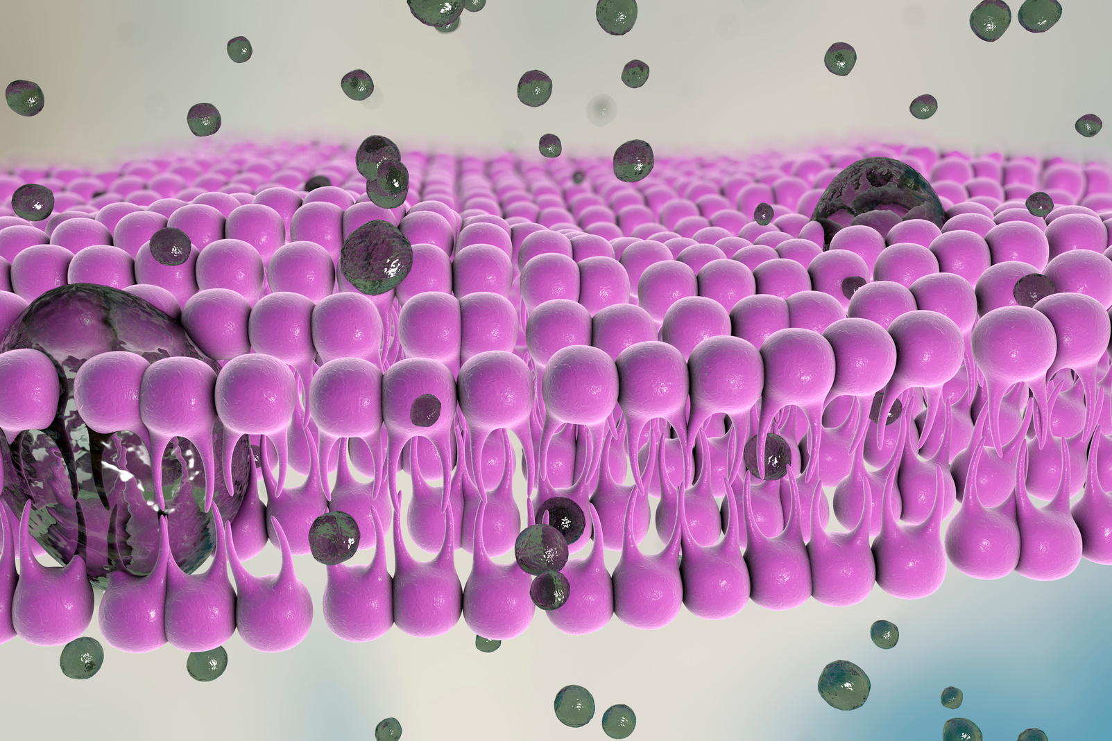 Plasma membrane. Illustration of the structure of the plasma membrane that encloses cells. The membrane is a bilayer of phospholipids.